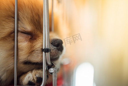 狗笼子摄影照片_小狗博美犬在笼子里悲伤地繁殖
