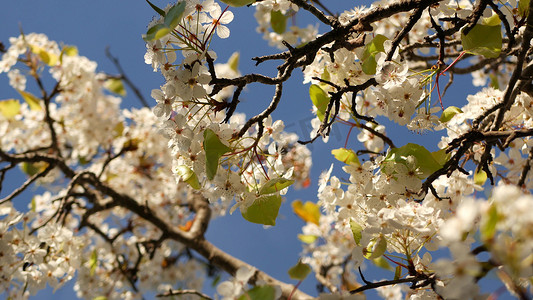 白色小花摄影照片_樱桃树春天白色开花，加利福尼亚，美国。