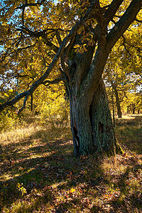 大橡树树干在秋天的森林里