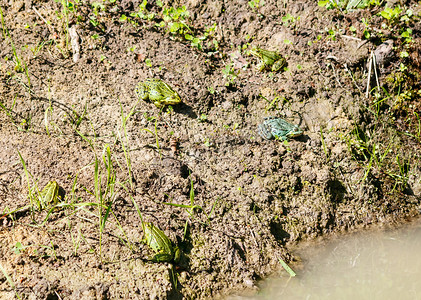 五只绿色的青蛙坐在波岸边晒太阳