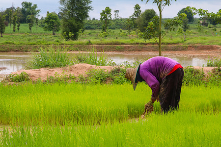 农民在稻田里种植水稻。