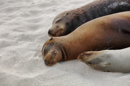 加拉帕戈斯群岛摄影照片_沙滩上的海狮躺在加拉帕戈斯群岛的沙滩上 — 可爱的动物