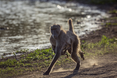 lol猴子摄影照片_南非克鲁格国家公园的查克马狒狒