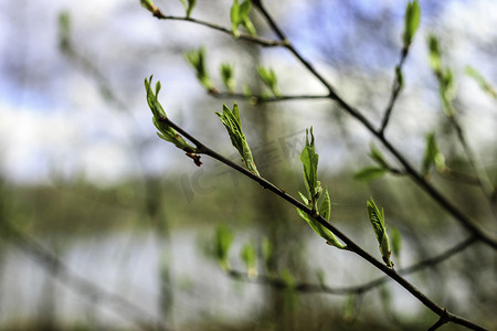 第一个春天温柔的叶子、芽和树枝