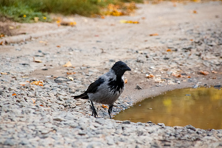 秋天沙路上的乌鸦