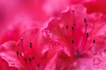 春天花园里盛开的红杜鹃花和露珠