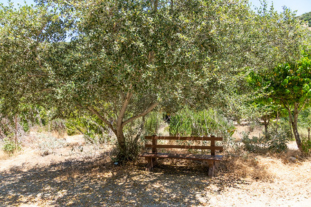 圣卡塔利娜岛一棵树旁的小木凳