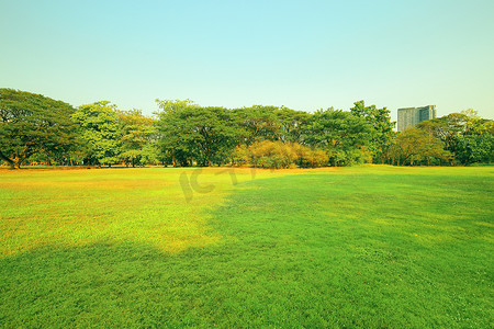 公园里有新鲜的绿色草坪。