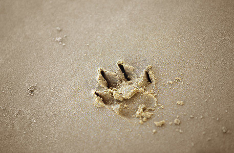 小狗掌印摄影照片_沙子里的狗爪印