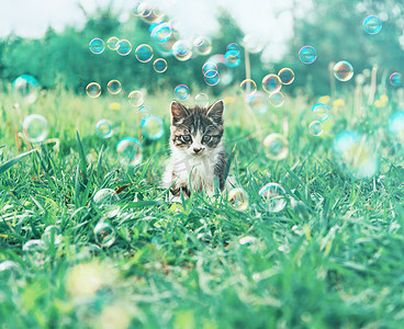 气泡猫摄影照片_夏天草地上的小猫