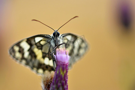 西娅摄影照片_美丽的彩色蝴蝶坐在大自然的花朵上。