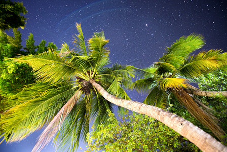 夜风中的热带棕榈与满天星斗的天空