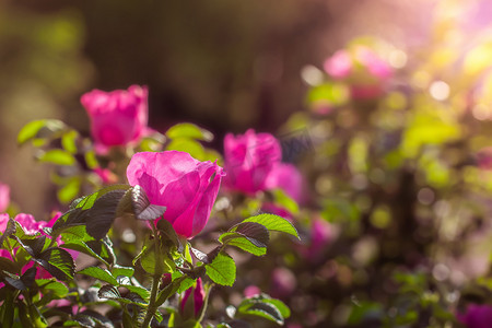 小玫瑰摄影照片_春天盛开的粉红色溃疡玫瑰
