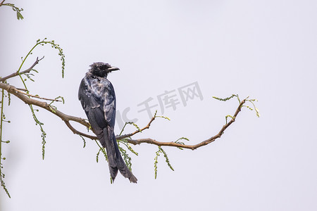 树枝上站着鸟摄影照片_自然背景下树枝上的黑龙戈 (Dicrurus macrocercus) 图像。