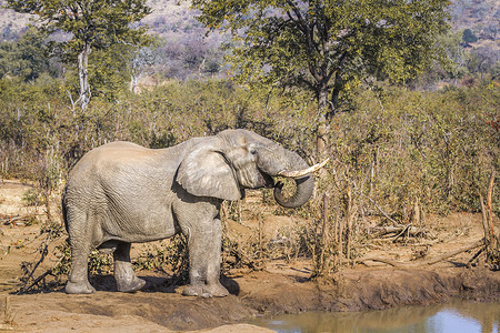 普象摄影照片_南非克鲁格国家公园的非洲丛林象
