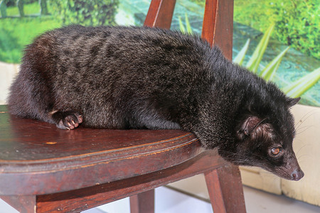 印度尼西亚巴厘岛一家咖啡店里，黑色雄性亚洲棕榈果子狸躺在木椅上休息。
