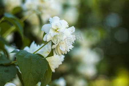白色的茉莉花在阳光明媚的日子里绽放。