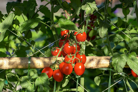 花园里的番茄树上挂着成熟的红番茄