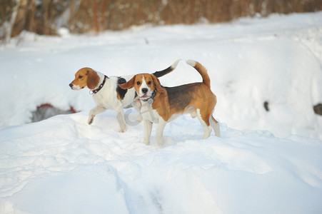 比格犬的狗在冬天的户外雪地里玩耍