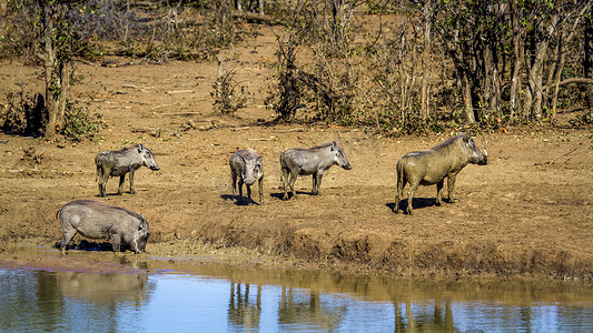 南非克鲁格国家公园的普通疣猪