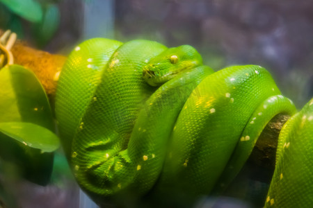 雷蛇摄影照片_绿树蟒的特写，这是来自亚洲和澳大利亚的流行热带蛇种