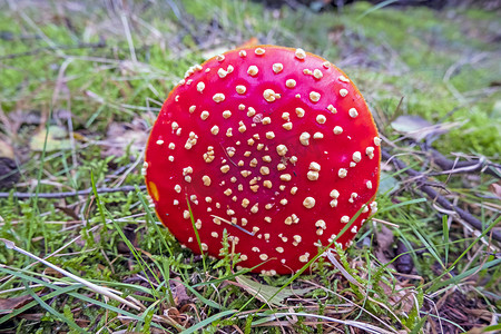 秋天森林里的红蘑菇