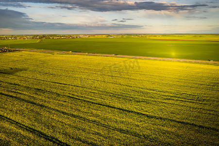 农业部门摄影照片_白俄罗斯农业区雨后黄色油菜田的顶视图。农业部门发展的概念