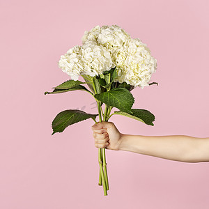 教师节粉色摄影照片_手拿着一束美丽的嫩白色绣球花，背景是浅粉色。