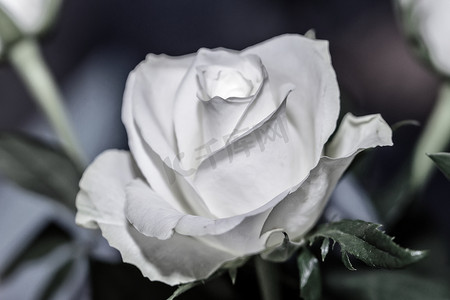玫瑰花花矢量摄影照片_美丽的白玫瑰宏