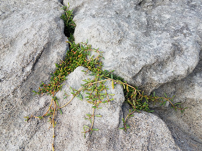 海滩裂缝中有绿叶植物的灰色石头或岩石