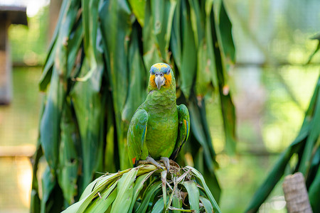 绿色公园里的彩虹澳洲鹦鹉。
