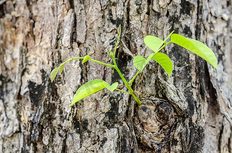 老树发芽摄影照片_新的嫩叶从老树上发芽。