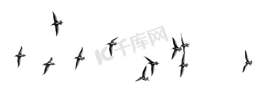 紅布摄影照片_一群海鸥被切出并隔离