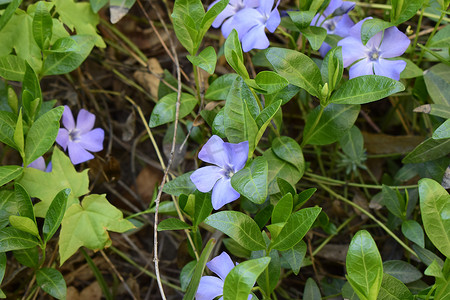 春季多年生地毯花、长春花、精致的蓝色花朵和美丽的叶子、春天的绿色和花卉背景