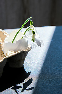 创意最小的复活节和春天概念与雪花莲在白色蛋壳中的黑暗背景。