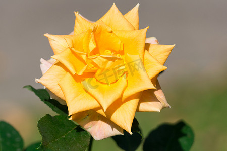 盛开的黄玫瑰