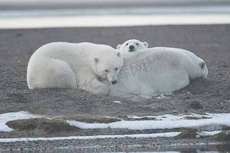 来自北极的阿拉斯加白北极熊