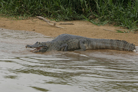 巴西潘塔纳尔地区的大凯门鳄