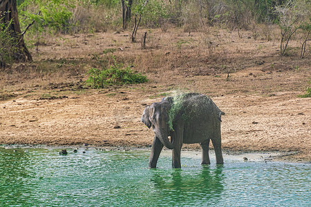 乌德瓦拉维国家公园的大象沐浴和饮水