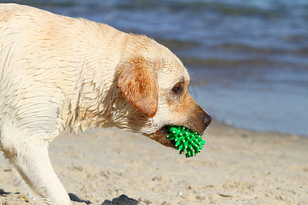 绿色的玩具摄影照片_一只漂亮的黄色拉布拉多犬，带着一个绿色的玩具