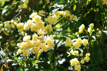 风中的树摄影照片_木香的黄色花朵在风中摇曳。