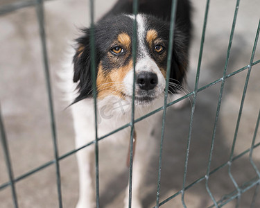 救援犬摄影照片_悲伤的救援犬围栏收养收容所。