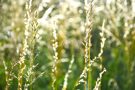 绿色天然新鲜草叶和植物草本与阳光的图案。