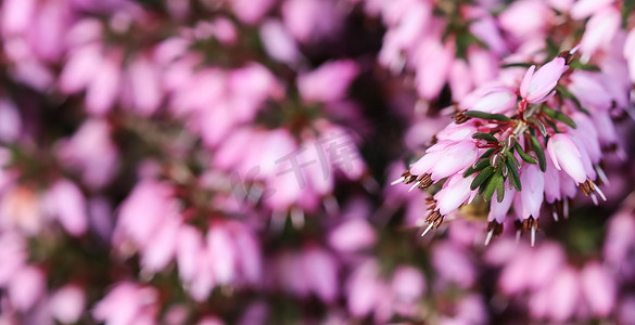 早春花园里的粉红色埃里卡卡内亚花（冬季希思）