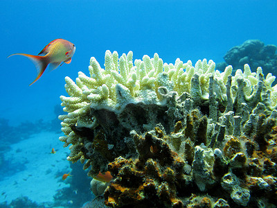 热带海底的珊瑚礁与白色石珊瑚和异国情调的鱼类