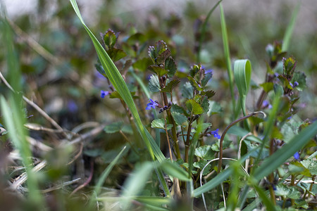 春天4月摄影照片_乌克兰，基辅 — 2021年4月21日：Glechoma hederacea Ground-Ivy花