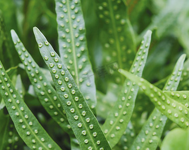 蕨类树叶摄影照片_夏威夷的疣蕨或 Maile-Scented Fern 绿叶 backg