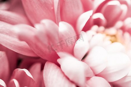 婚礼背景花瓣摄影照片_粉红色雏菊花瓣盛开，抽象花卉艺术背景，春天大自然中的花朵香水香味，婚礼，奢华美容品牌假日设计
