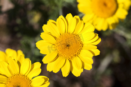 金色光芒摄影照片_Cota tinctoria (Anthemis tinctoria) 金色光芒