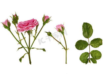 一枝玫瑰玫瑰摄影照片_一组带花蕾的粉红玫瑰茎和一根带叶子的绿枝